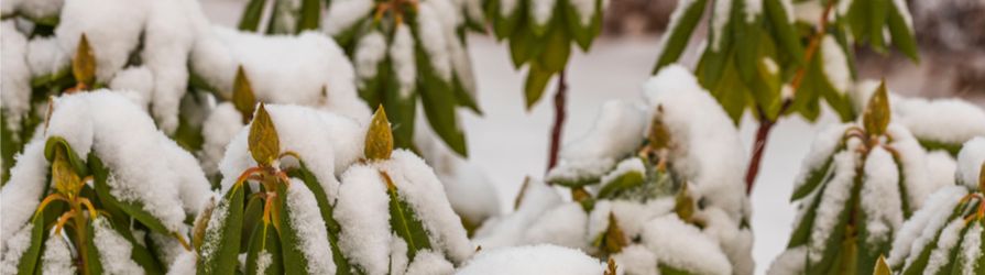 Rhododendron im winter